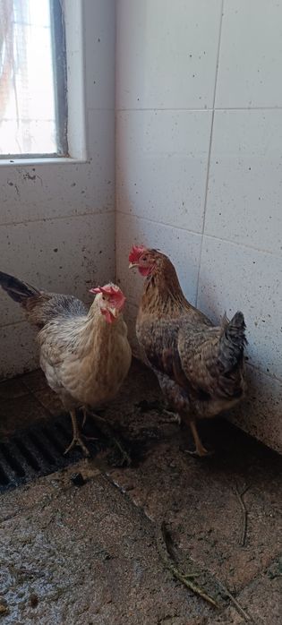 Ovos Galados Cream Legbar (Ovos verdes) × Pedrês
