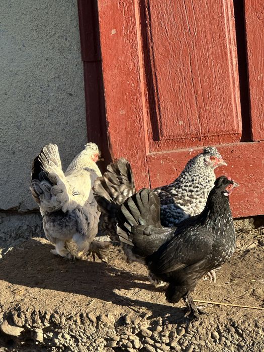 Продам курей ліліпутів бентемок