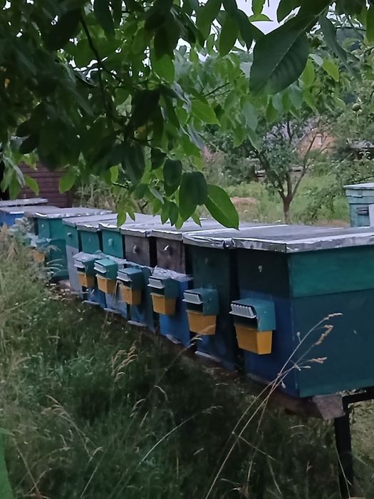 Бджоли (відводки)