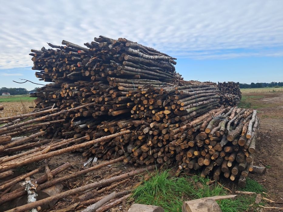 Drewno opałowe/kominkowe z transportem
