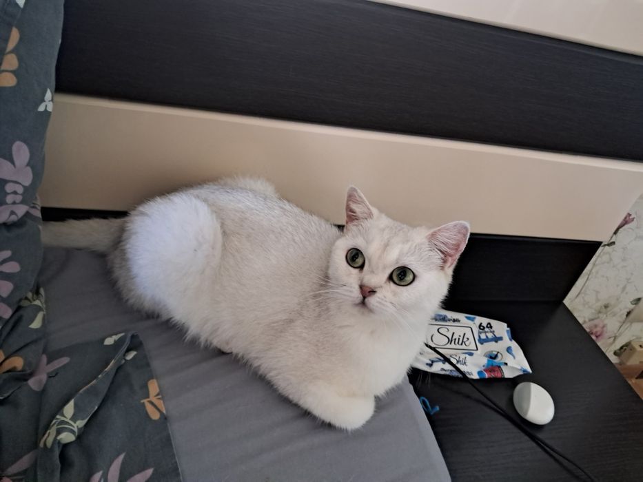 Шукаю кота для в’язки