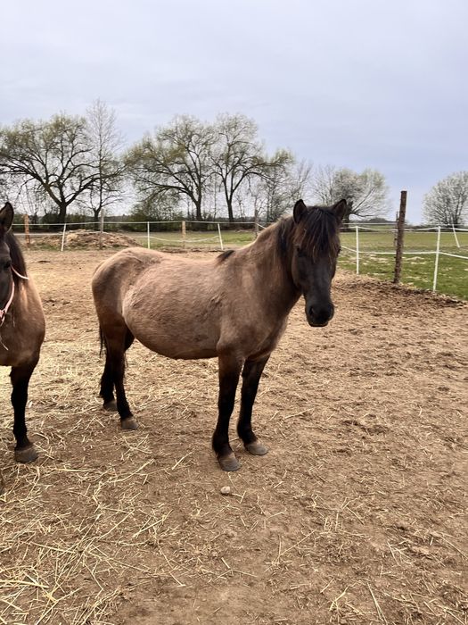 Klacz konik Polski
