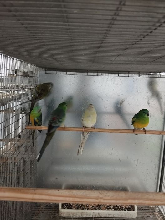 Red rumpeds machos e fêmeas