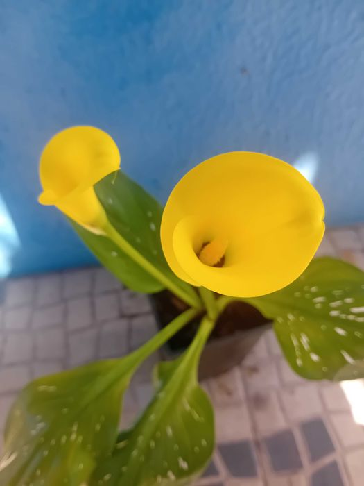 Lirio Calla Zantedeshia