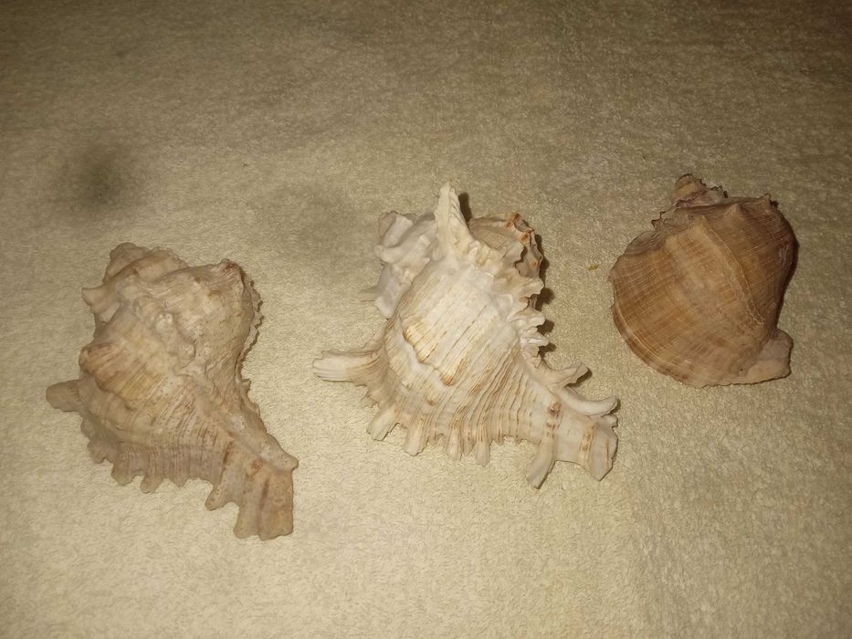 Красиві великі ракушки для акваріуму. Японія.