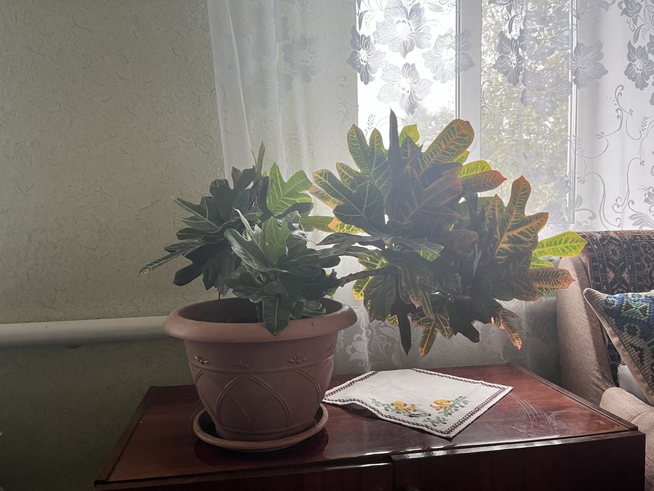 Продажа  Кротон Торг