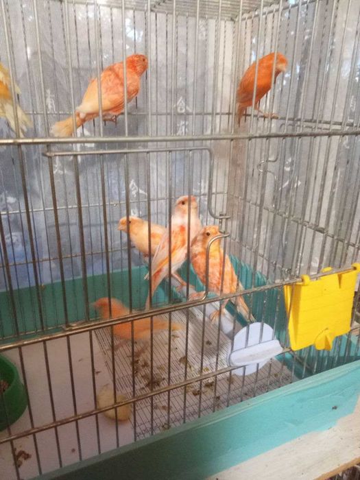 клітка для канарейок