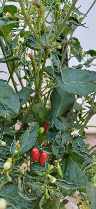 Planta Piri-Piri /Malagueta Biológica em Vaso