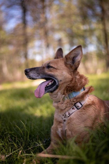 Irys - pilnie potrzebuje dobrego człowieka ADOPCJA