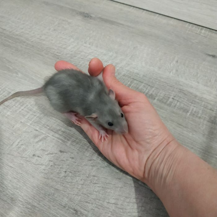 Ручные добрые крысята с доставкой клеткой крыса белая черная серая рыж