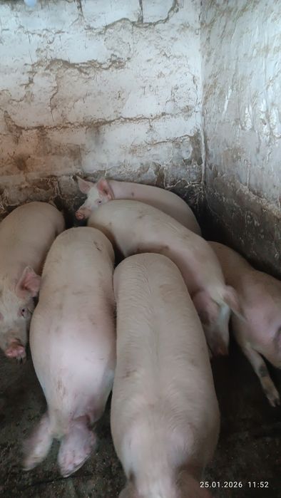 Сільгосп. Тварини