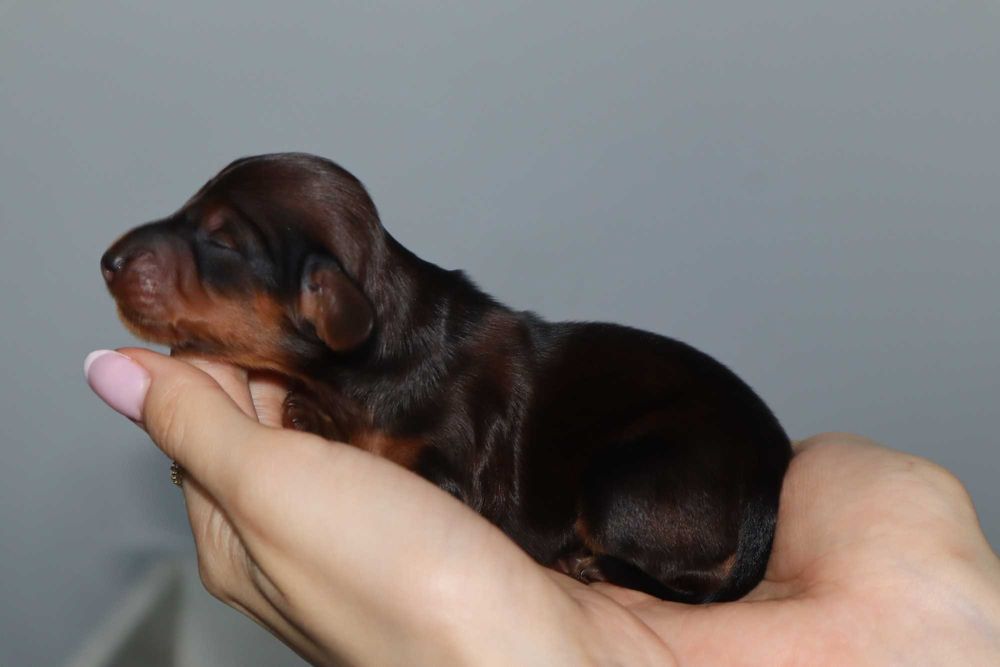 Jamnik długowłosy króliczy, prześliczna suczka po championie.