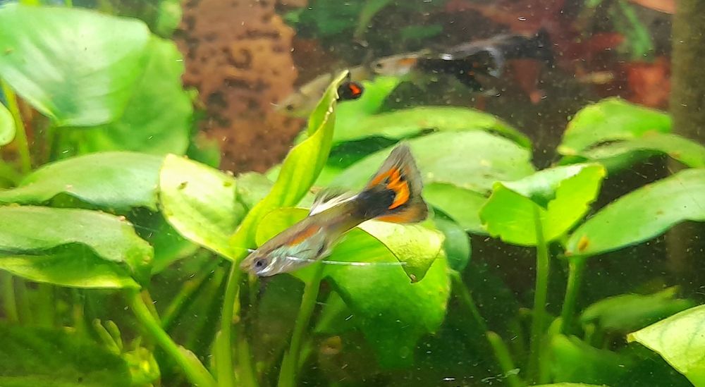 Аквариумные рыбки  гуппи