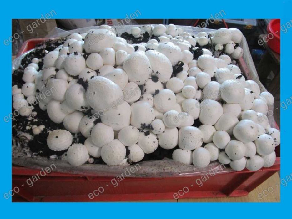 Grzybnia Pieczarki XXL