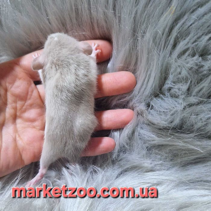 Шукаєте наймилішого домашнього улюбленця? Ось вона – ваша майбутня улю