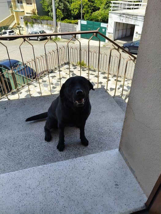 Dou cadela,raça labrador.