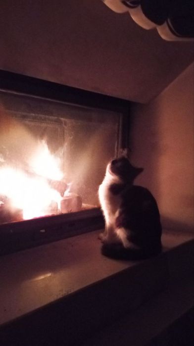 Кошенята і кішки в добрі руки