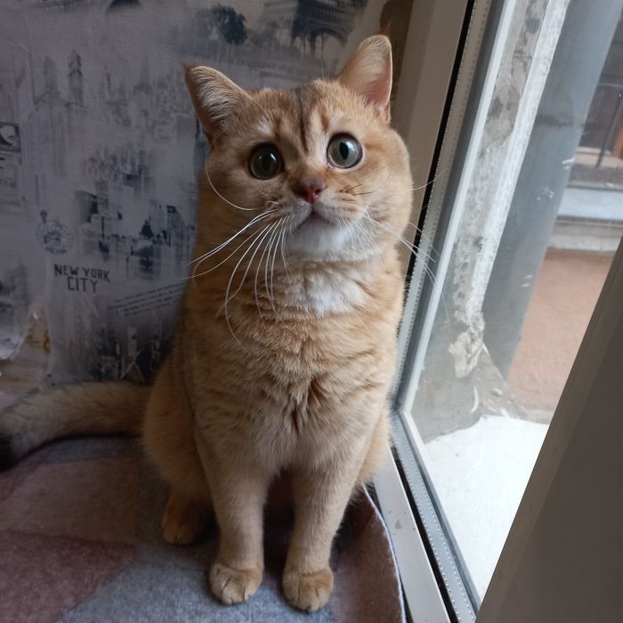 Вязка золотая шиншилла.