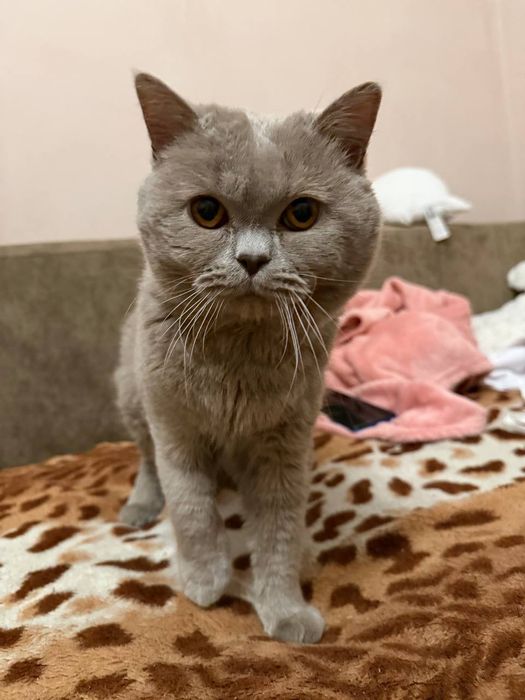 Британець шукає наречену на злучку