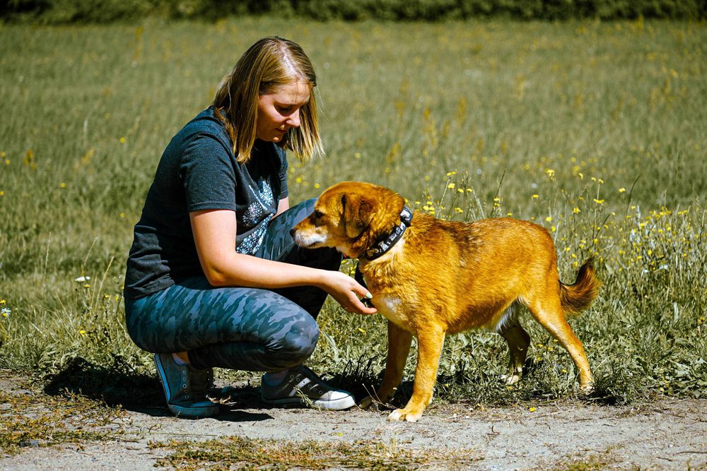 BUBUŚ - cudowny psiak prosi o dom