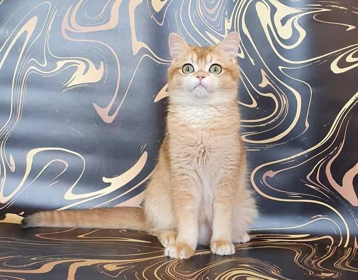 Страйтик драгоценного окраса ny 12 (golden shel )