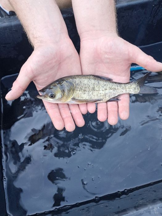 Amur kroczek 14-19cm. Karp, Lin, Sandacz