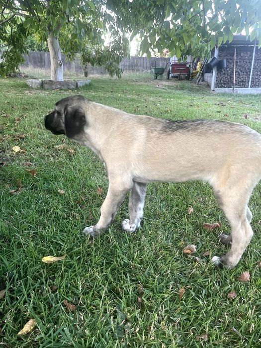 Cão KANGAL (Protetor de Gado)