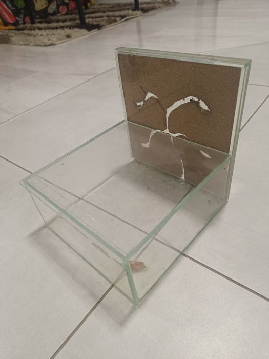 Formikarium dla mrówek