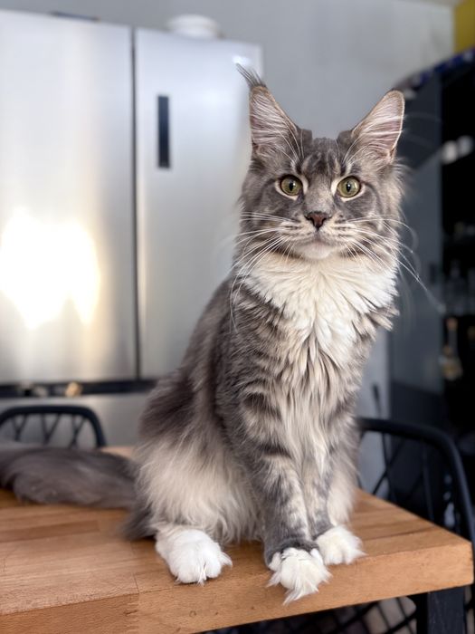 Kotka maine coon rodowod FPL