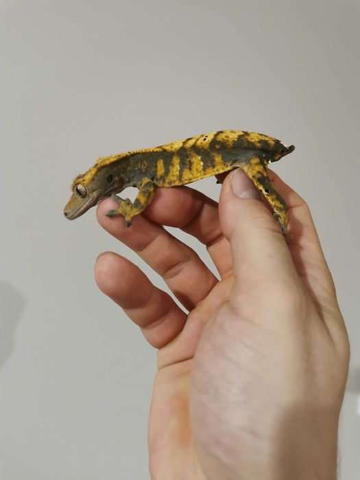 Gekon orzesiony samica