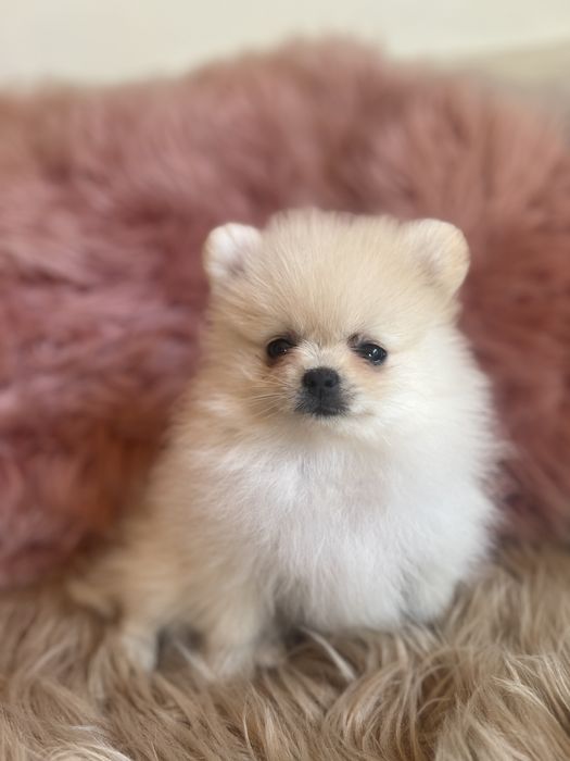 Szpic minaturowy pomeranian suczka
