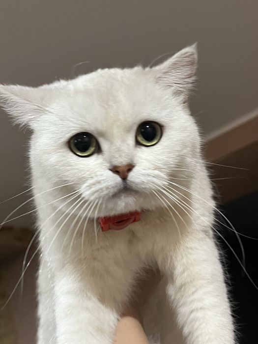 Шукаємо кота для вязки