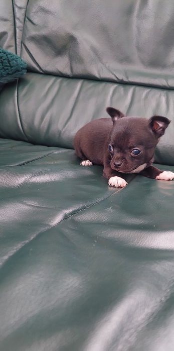 Śliczny piesek chihuahua