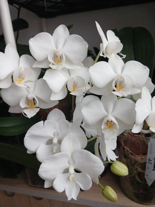 Орхідеї з домашньої колекції.