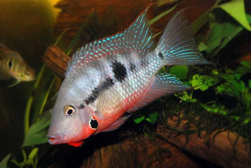 MISIEKZOO - Pielęgnice - Pielęgnica Mekka