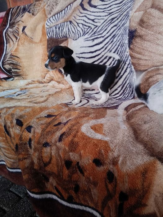 Oddam w dobre ręce szczeniaki