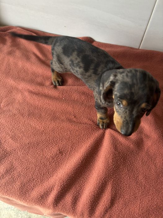 Teckel femea miniatura pelo curto