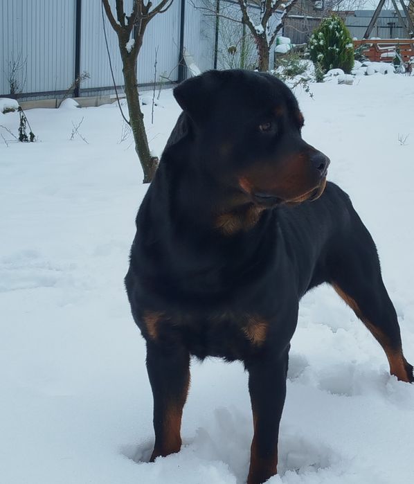 Вязка песика ротвейлера