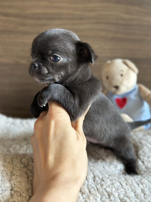 CHIHUAHUA chlopiec  :)
