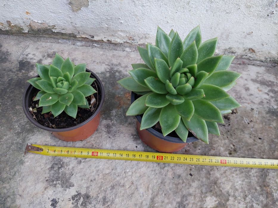 Echeveria agavoides "Miranda"
