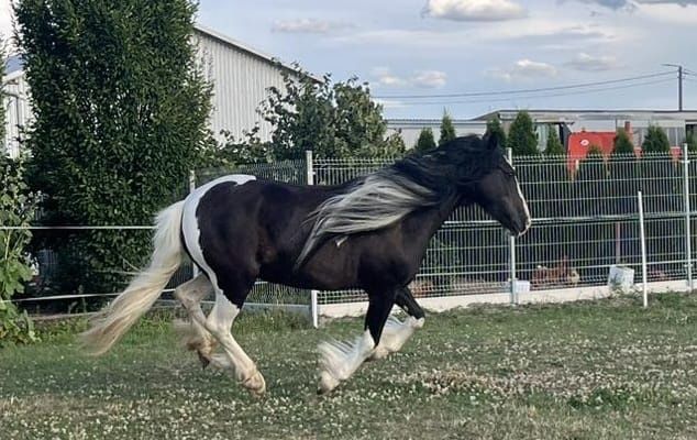 Ogier Tinker irish cob gypsy cob