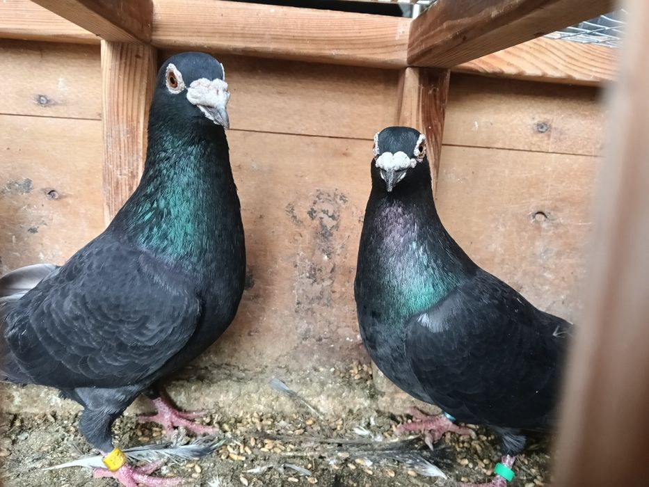 Gołębie pocztowe czarne