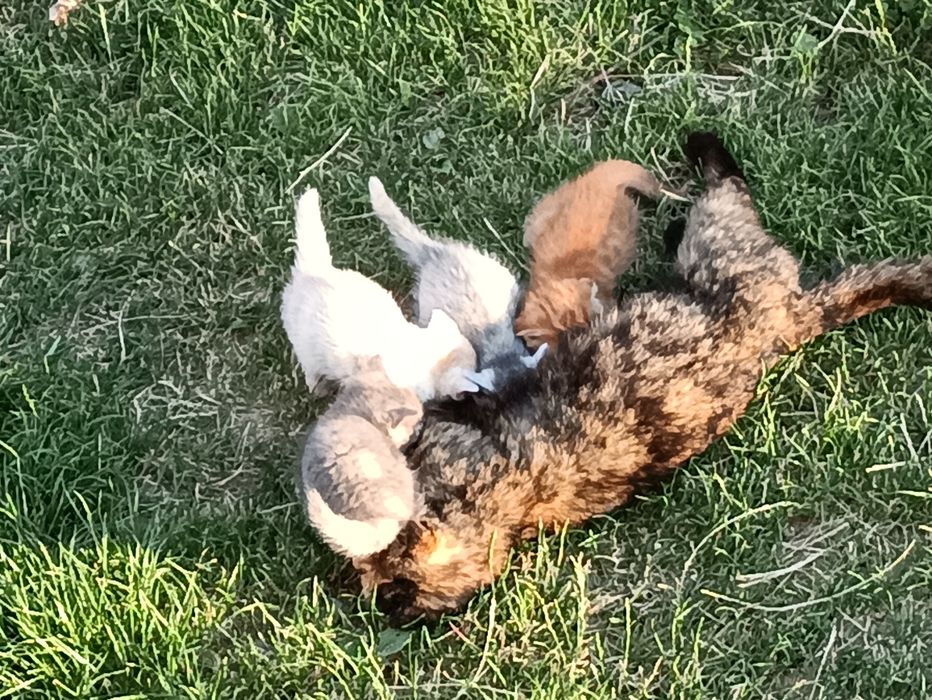 Кошенята в добрі руки