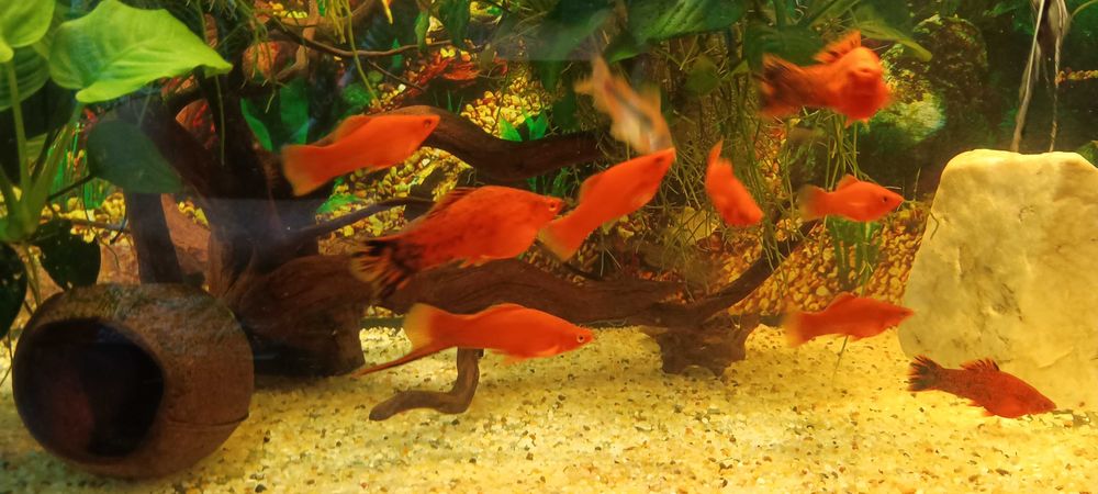 Sprzedam mieczyki samce.