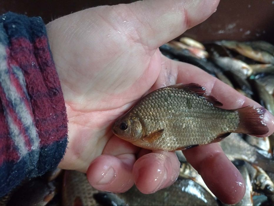 Węgorz orfa karp karaś amur koi
