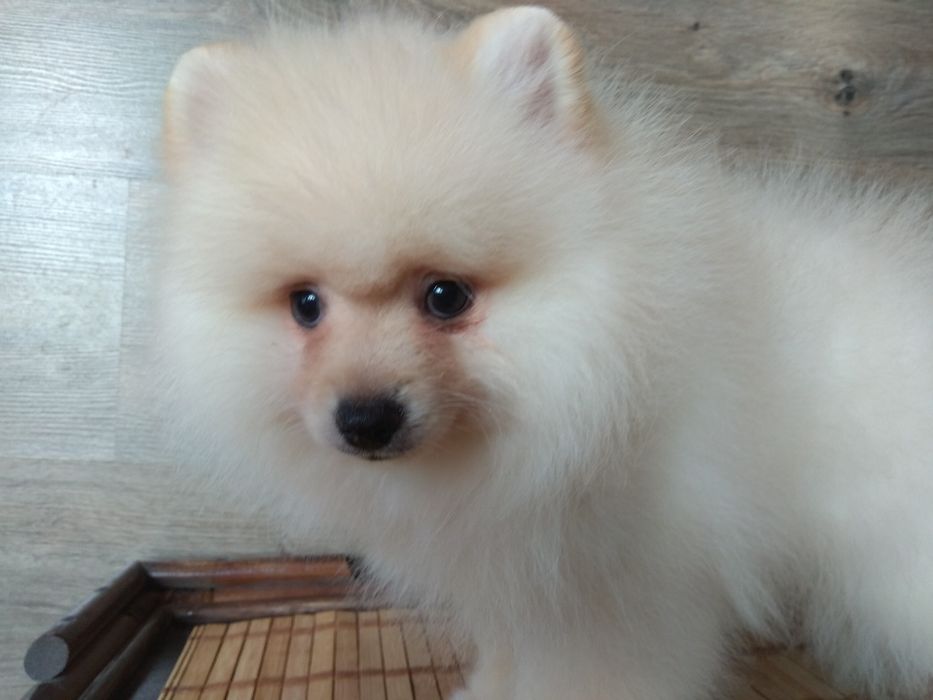 Шпіц померанський