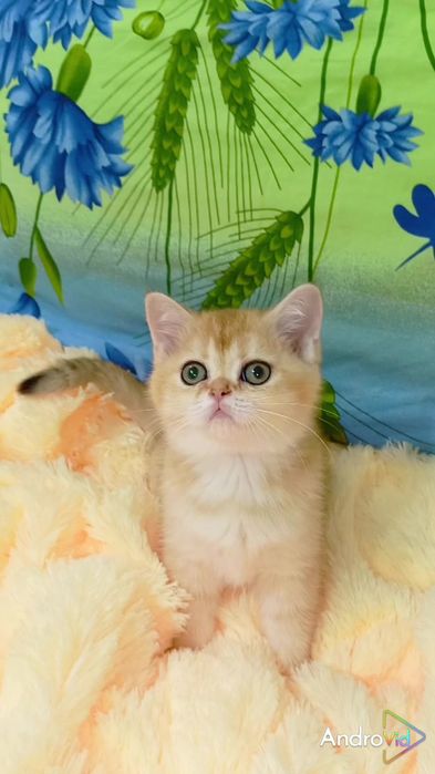 Очень ласковая девочка золотая шиншилла