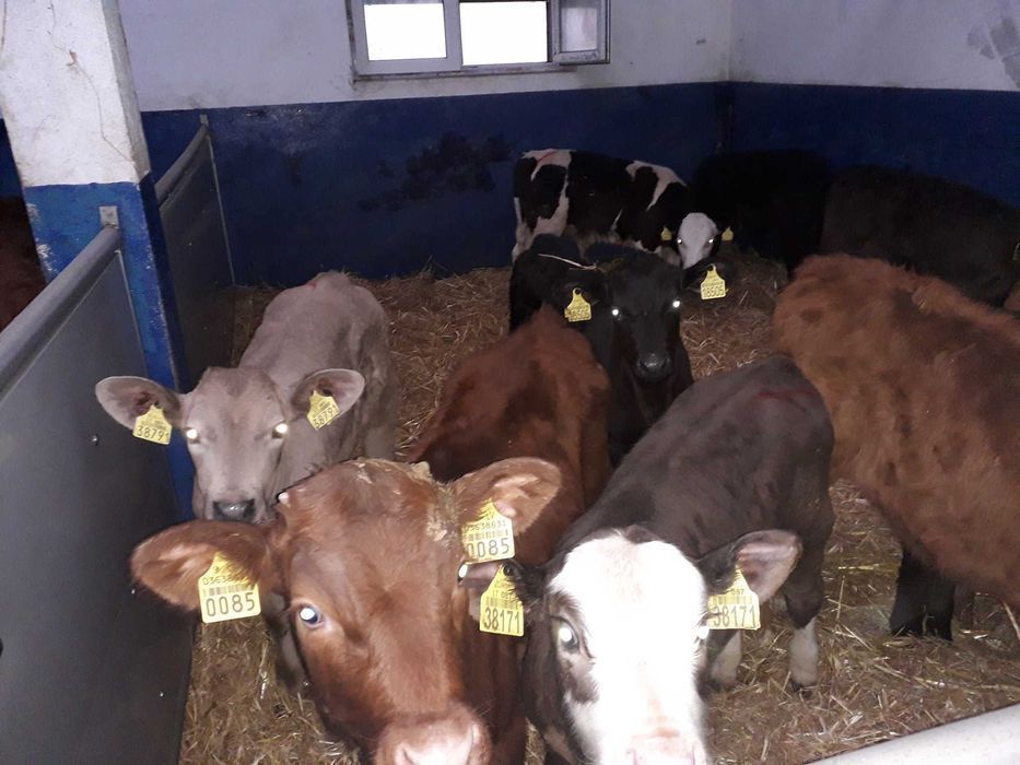 Cielaki Simental, żeruny, na mleko byczki, jałówki 60-200kg