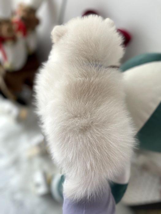 Померанські шпіци  краса з характером