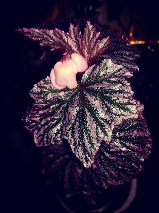 Begonia Pink Minx RZADKOŚĆ rośl. kolekcjonerska nie monstera variegata